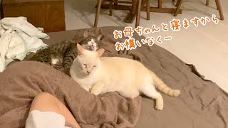 夜は必ず大好きなお母ちゃんにくっついて眠る末っ子猫😽