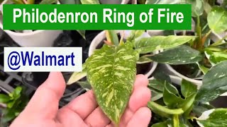 Rare plants now in Walmart philodendron ring of fire and more