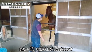 【レパードステークス2022】タイセイドレフォン「夏の暑さがこたえている様子はありません」《東スポ競馬ニュース》