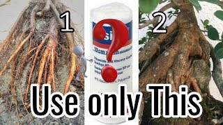 Root over Rock bonsai - Easiest Way