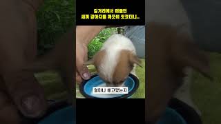 길거리에서 떠돌던 새끼 강아지를 깨끗이 씻겼더니..