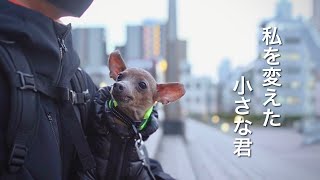 50代、未婚、子無し。でも子鹿犬が傍にいるから休日が寂しくなくなった【ミニピン／元保護犬】