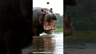 Many hungry bro🦏🤕 #hippo #animaltransformations #dog #natural #troll #funny #fun #shortsfeed #shorts