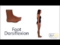 foot dorsiflexion plantarflexion