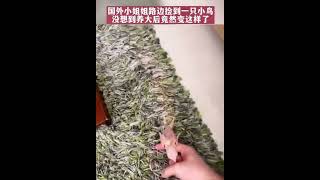 國外一小姐姐路邊撿到一隻小鳥，沒想到長大竟然變這樣了