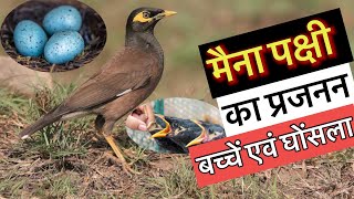 मैना पक्षी का प्रजनन, बच्चें एवं घोंसला, शारीरिक बनावट की जानकारी ॥ Facts of myna birds in Hindi