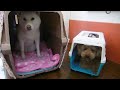 リンちゃん＆とむくんハウスｉｎ★犬のようちえん高槻教室