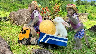 Bim Bim and Rabbit goes to harvest fruit on the farm