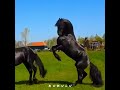 war or love 🤯❤️ جنگ یا عشق؟ 🔥💙 horse animals black war love اسب حصان فرس جنگ عشق friesian