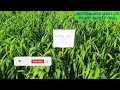 Best 5 variety in India | wheat Farming | Wheat Variety Trial @AGRICULTUREINDIA