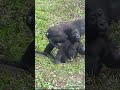 217 ゴリラ d jeeco family 🦍 shorts 【 金剛猩猩】 2023taipei zoo 台北動物園