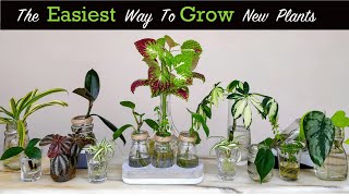 16 Beautiful Indoor Plants You Can Propagate In Water | How To Root Stem Cuttings In Water