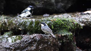 山中湖 大洞の泉のヒガラとシジュウカラの水浴び　その１０（4K60P動画）