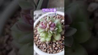 연꽃같아 숨죽이는 이쁨 #다육 멍때리기 #다육 #전유진 #연꽃