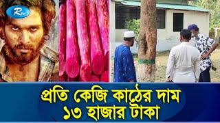 পুষ্পা: দ্যা রাইজ সিনেমার আলোচিত রক্তচন্দন গাছ টাঙ্গাইলে | Pushpa: The Rise |  Rtv Exclusive News