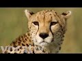 Human Activity Forces Cheetahs To Brink Of Extinction