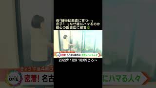 ⬆️本編はリンクから⬆️母「植物は素直に育つ…」息子「…」なぜ緑にハマるのか都心の園芸店に密着🌿