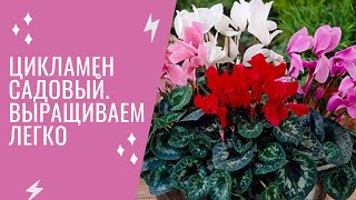 Цикламен садовый. Посадка, уход и зимовка растения.