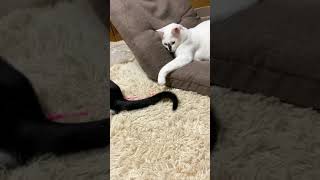 天然猫じゃらし😸猫動画 【#Shorts 】