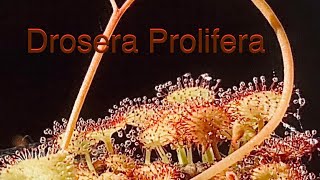 Drosera prolifera with 1 year update