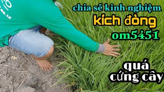 Cách nhìn lúa kích đòng OM 5451 chia sẽ kinh nghiệm vụ hè thu #60 l Thanhdotv