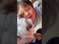 【謹賀新年】シーズー犬はに丸のお正月 shorts かわいい shihtzu