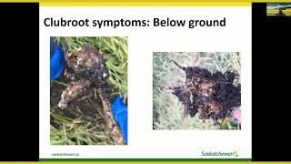 Clubroot Management Webinar