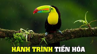 Life In The Rainforest | Explore The World Of Wildlife