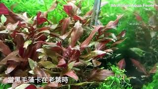 【羅賓先生】水草老葉卡藻時，就該這樣做 by Mr.Robin / atr水草強化根肥