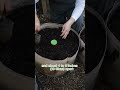 Growing GARLIC in GROW BAGS