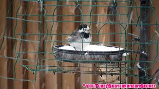 Pied Wagtail Feeding in the Snow