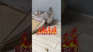 #张嘟嘟 #布偶猫 当猫咪穿鞋哈哈哈#粤语