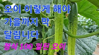 오이가🥒이쁘게 안클때/오이🥒가을까지 따려면 꼭 이렇게 해주세요/오이 잘키우기/농사유튜브