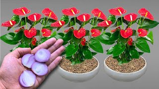 Only need 1 thin slice at a time! Suddenly Anthurium bloomed immediately|Wonder Garden