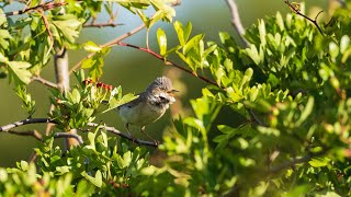 Common whitethroat