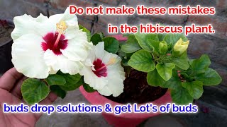 Hibiscus Plant Buds drop solution,care tips n Fertilizer / How to get lots of flowers on hibiscus