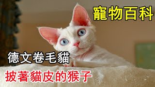 【德文卷毛貓】長得好看又不掉毛的夢中情貓（就是有點像猴子...）