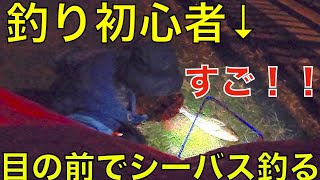 【シーバス】釣り初心者の目の前で巨大な魚を釣ってみると•••？