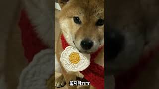 갑자기 우는 시바이누(Crying Shibainu)feat.뚱땡