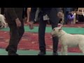 EMRED DEVILS SPY -bullterrier  trophies show  2013