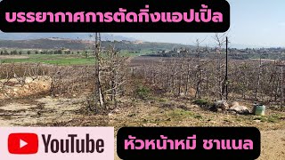 หัวหน้าหมี ep. 03 ตัดกิ่งแอปเปิ้ล #แรงงานไทยในอิสราเอล #ภาคเหนือ#การทำงานภาคการเกษตร