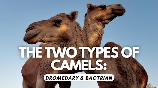 The Two Types of Camels - Dromedary \u0026 Bactrian Camel