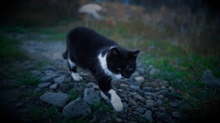 縄張りから外れるまで見送ってくれる猫【台風19号を乗り越えた多摩川の猫たち】