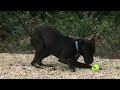 Help Me Hank: Puppy buying scam alert