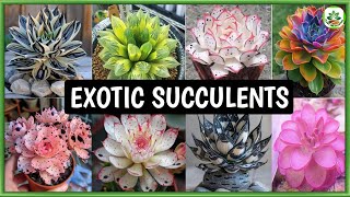 EXOTIC SUCCULENTS | Unusual and Rare Succulent Plants | Plant and Planting