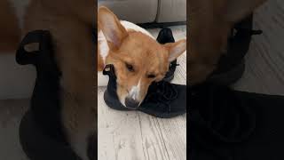 #puppy #sleepy #corgi #viralvideo