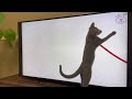 態度急変‼あるものを観ると急にスイッチが入るかわいい子猫【ロシアンブルー】猫用動画mix17　carumela カルメラ様