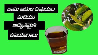 Fresh Guava tea in 4min (Jamaku kashayam)|Telugu||జామ ఆకుల కషాయం తయారు చేయడం మరియు ఉపయోగాలు