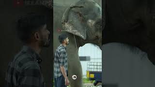 അവരുടെ സ്നേഹം കണ്ടോ.. | shimil | kaveri | #elephant #kaveri #love #keralaelephant #animals