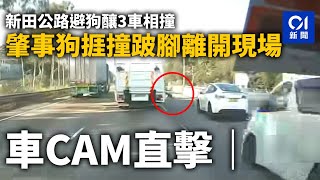 車CAM直擊｜新田公路避狗釀3車相撞　肇事狗捱撞跛腳離開現場｜01新聞｜車CAM｜狗｜交通意外｜車禍